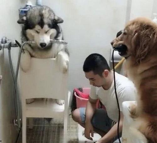 网友爆料狗狗被扎伤了视频,狗狗惨遭扎伤，现场画面令人揪心  第2张